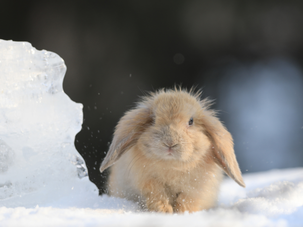 Pygmy Rabbit