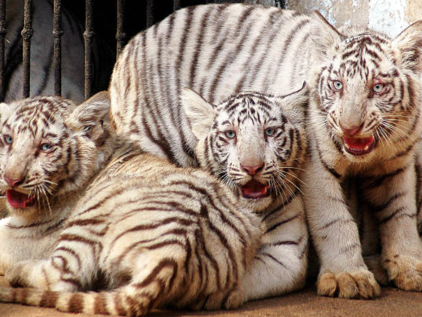Hyderabad’s Nehru Zoo
