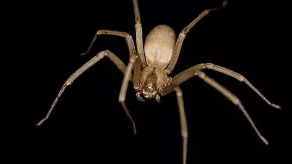 Brown recluse spider