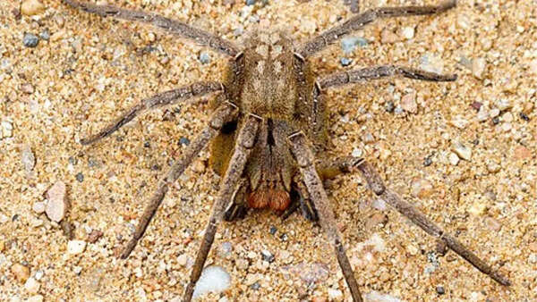 Brazilian wandering spiders
