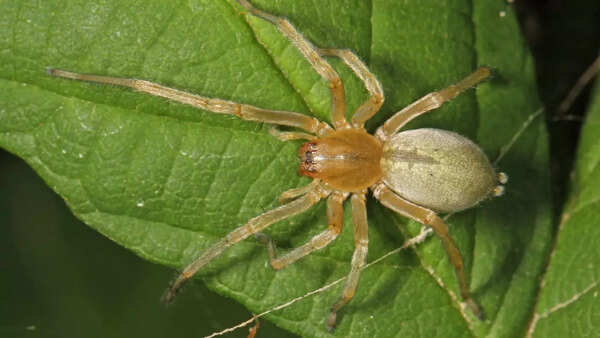 Yellow sac spider