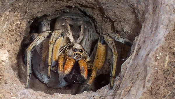 Wolf spider