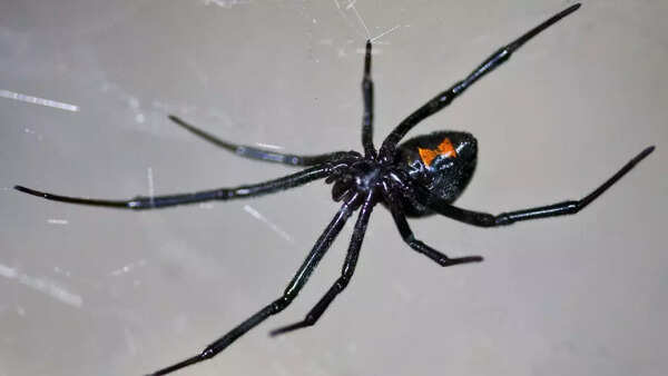 Black widow spider