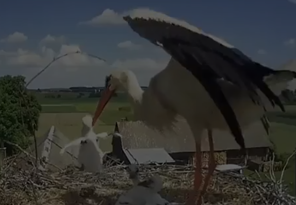 White storks throwing chicks from it's nests