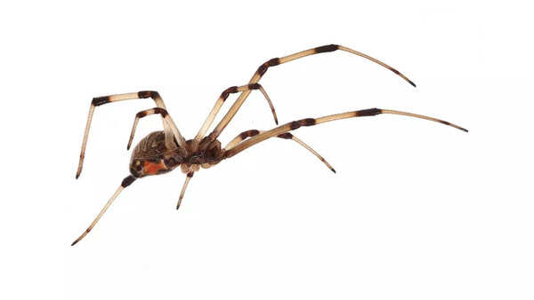 Brown widow spider