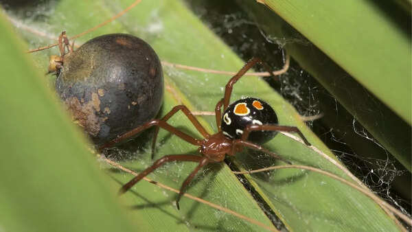 Red widow spider