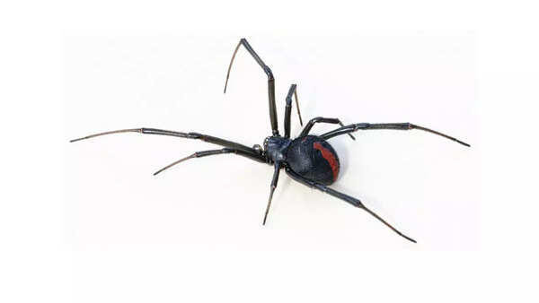 Redback spider