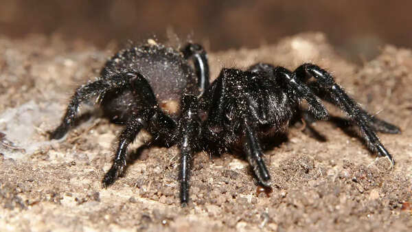 Funnel web spider
