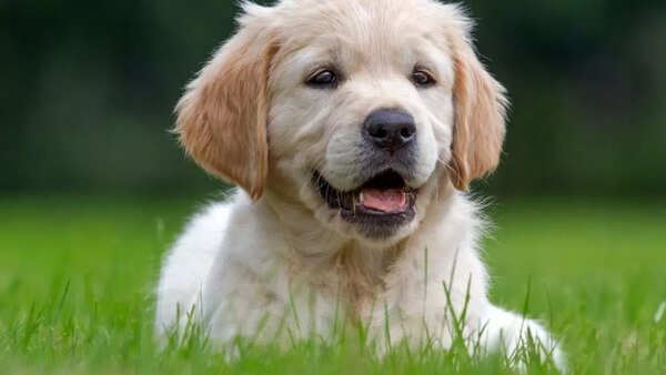 Dogs