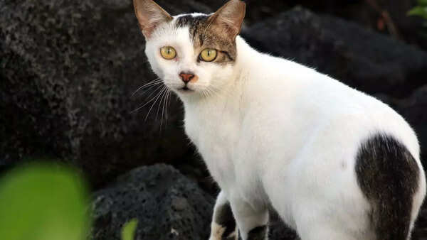 Cats