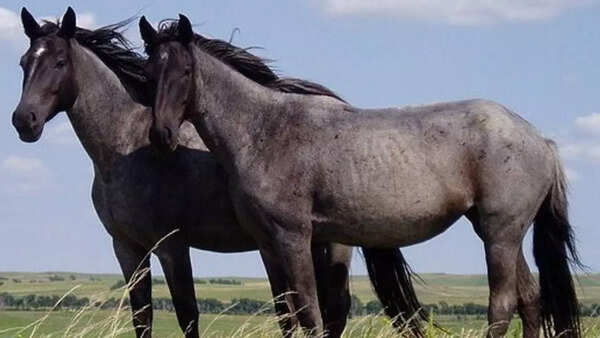 Horses