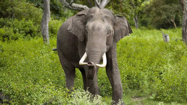 Elephant
