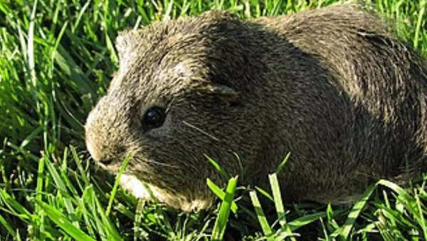 Guinea pig