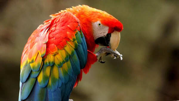 Parrot