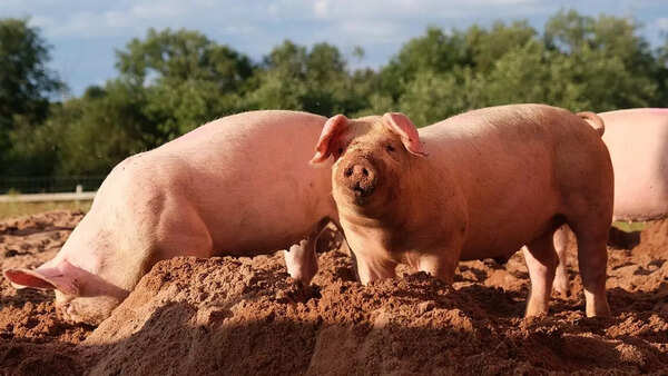 Pigs