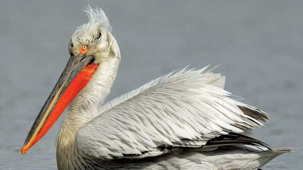 Dalmatian pelican