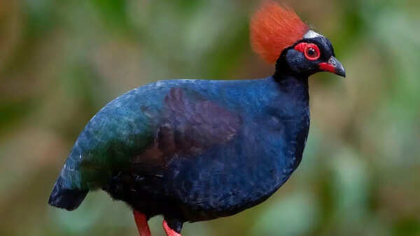 Crested partridge