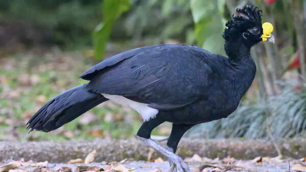 Great currasow