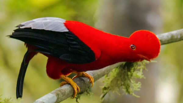 Andean cock-of-the-rock