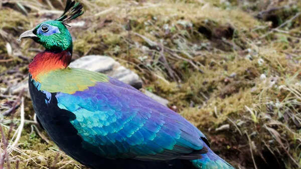 Himalayan monal