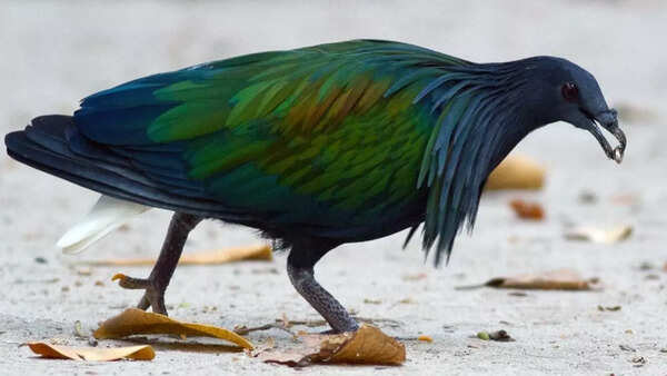 Nicobar pigeon
