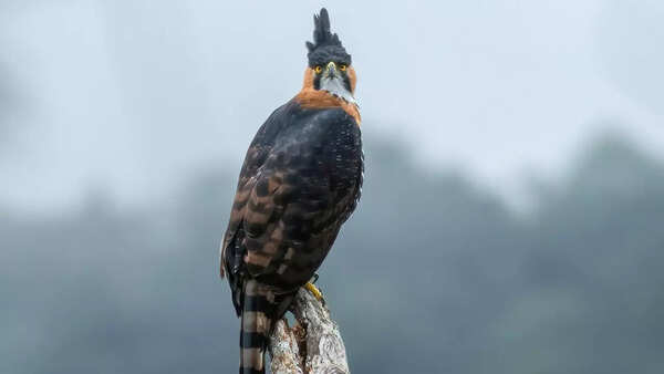 Ornate hawk-eagle