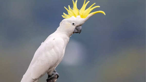 Sulphur crested cockatoo