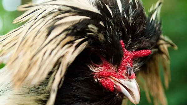 Polish crested chicken