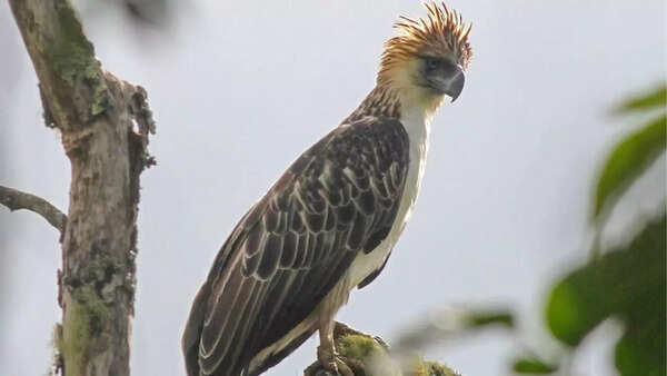 Phillippine eagle