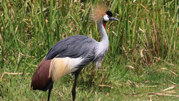Grey crowned crane
