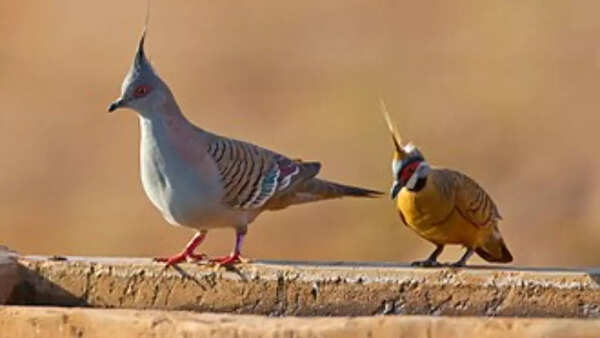 crested and spinifex pigeon