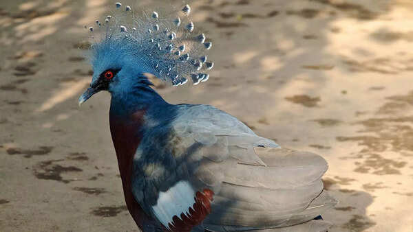 Victoria crowned pigeon