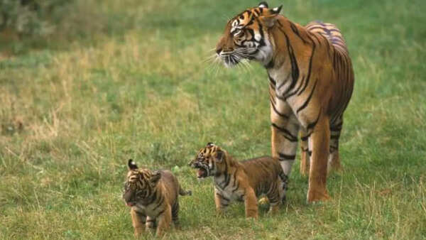 Tigress