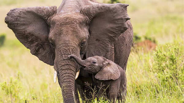 Elephant