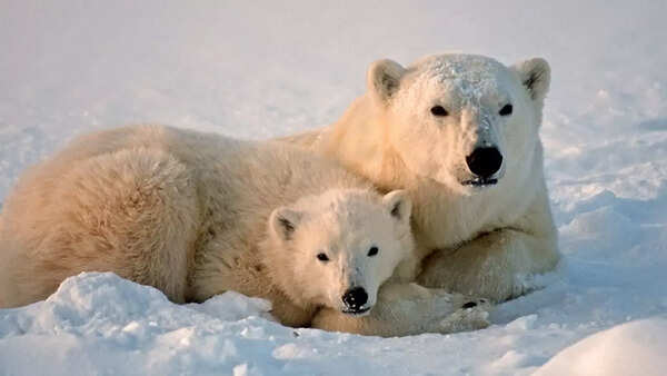 Polar bear