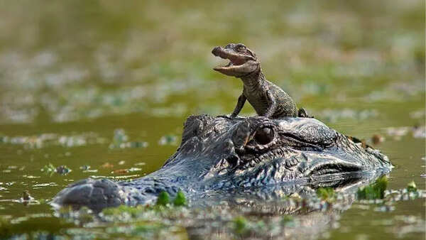 Alligator