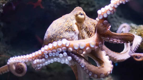 octopus