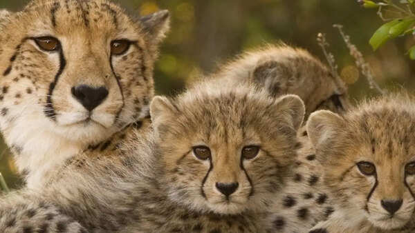 Cheetah