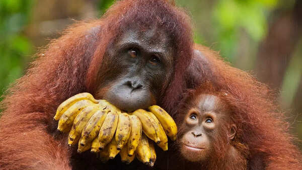 Orangutan