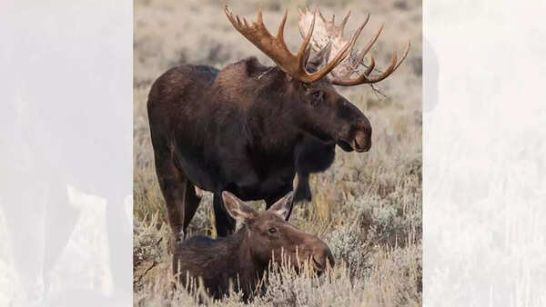 Moose