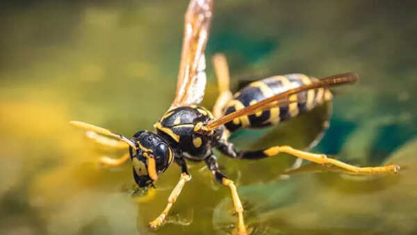 Wasp