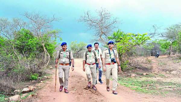 The teams conducted intensive surveys, tracking lions through both direct sightings and indirect signs