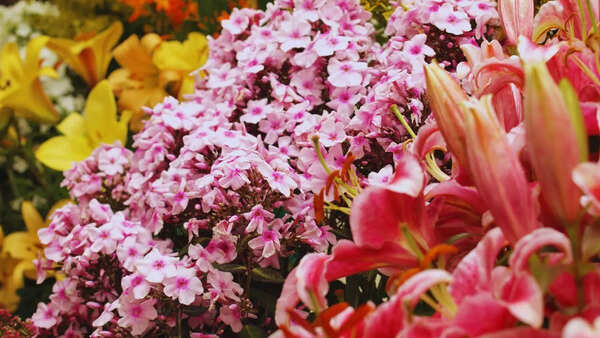 Flower Show