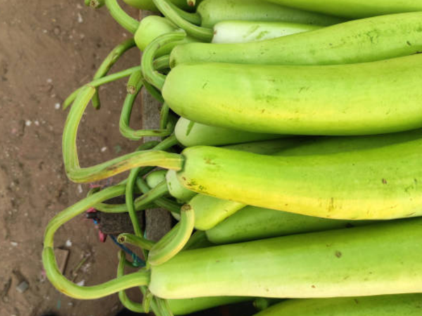 This one's the quiet hero of many Indian kitchens. Lauki is like that friend who’s always low-key supportive — full of water, easy on the stomach, and light enough to not leave you bloated. Whether in a sabzi, soup, or juice, it helps flush out toxins and keeps digestion smooth and breezy. Lauki (Bottle Gourd)