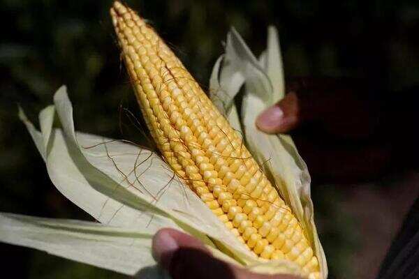 Growing corn in spring
