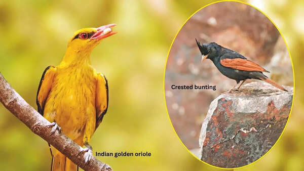 Indian golden oriole, Crested bunting, cuckoo shrike can be spotted these days (Pics: Gurnoor Dhillon)