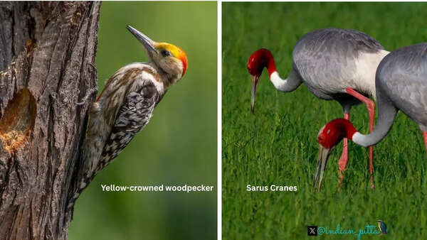 Yellow-crowned woodpecker, a resident bird, can be spotted at Bhondsi Nature Park, Sultanpur National Park and Sakatpur; Sarus cranes are seen at Chandu Budhera