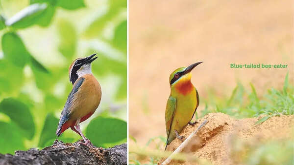 Birder Ramveer recommends early morning birding, given the heat (Pics: @ramveer4019)