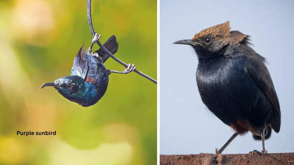 Birds spotted by Aaran Sharma