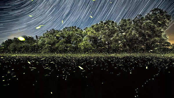 Fireflies (1)